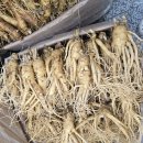 풍기인삼시장 | 인삼 고르는 법 &amp; 구매 팁👍👍 풍기 인삼시장 다녀온 후기