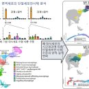 폐 손상 일으키는 코로나19 면역세포 기원·특성 밝혔다 이미지