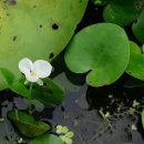 자라풀, 마름, 생이가래 이미지