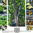 [한국의 토종] (12) 황칠나무 이미지