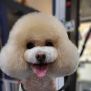 이누펫살롱 이미지