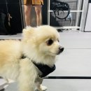 크로스핏 슈팅스타 | 크로스핏슈팅슈타시흥 / 시흥크로스핏 / 슈팅스타드랍인 후기 / 크로스핏슈팅스타 후기