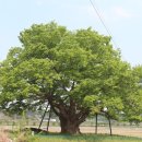 영풍 단촌리 느티나무 이미지