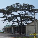 마금목장 Daum카페