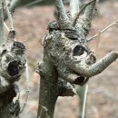 봉학골산림욕장 이미지