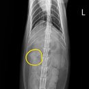 24시청주다옴동물의료센터 이미지