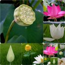 장복농장 | 연잎밥 현미연잎밥 모든재료국산 특선연잎밥