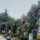 대암체육공원 운동시설 | 🌹 익산 배산체육공원 장미축제 2025｜지금 꼭 가야 할 장미명소!