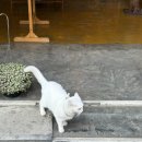 빈티지 샵 180(vintage  180) | 2일차(2) 올드타운 빈티지샵&amp;편집샵 쇼핑투어(Favs Selected, Forest and Friends, Sgoontong Vintage...