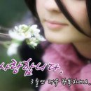 참사랑 안경 Daum카페
