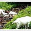 우리목장 이미지