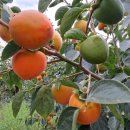 지희농장 이미지