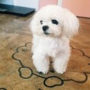 THE예쁘개 이미지
