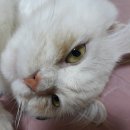 영대연합동물병원 이미지