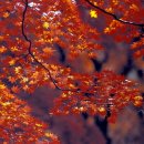 두륜산 단풍여행 전국 테마상품 선정/전남도,친환경우수축산물 시식도 하고 싼값에 구입하세요[조은뉴스]