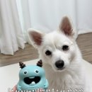 푸카야 | 강아지덴탈껌으로 구강관리 루틴 완성! 덴티멀 덴탈몬스터 푸카 덴탈트릿 후기