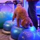 차지우동물병원 이미지