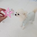 데일리독인천강아지분양