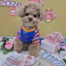 옐레드 애견유치원&애견호텔 부산용호점 | 부산 강아지 유치원, 최고의 선택 옐레드 애견유치원&amp;애견호텔 부산용호점