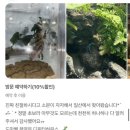 부개크라운점 | 인천 부평 파충류샵의 크레스티드 게코 세이블 성장 모습 &amp; 다양한 후기