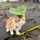우산쓴고양이 이미지