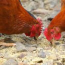 고광석농장 이미지