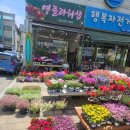 관저동꽃집 영플라워샵에 다녀온 솔직 후기입니다