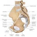 골반 뼈, 천장관절, 고관절뼈의 구조와 촉진에 대하여 이미지