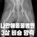 나만 애 동물병원 이미지