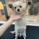 루루애견 이미지