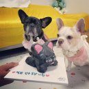 댕과댕빵 이미지