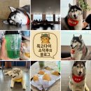 허숙희네 | 해운대 오션뷰 카페 허스키들의 애코랜드 (해운대 애견카페)