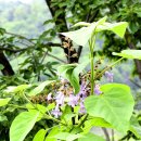 오동나무 이미지