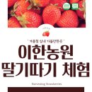 산돌농원(제1농장) | 일산 가볼만한곳, 이한농원 딸기따기 체험 후기