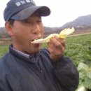 진영농산