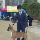 프라이드 켄넬 Daum카페