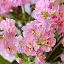 비단향꽃무 이미지