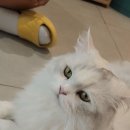 무릉냥원 네이버블로그
