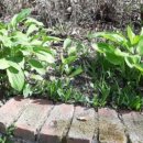 산마늘펜션 이미지