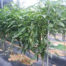 주석농장 이미지