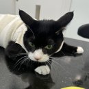 대신동물병원 이미지