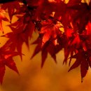 (주) 아다모
