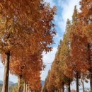 덕산 은행나무길 이미지