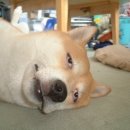 개바라기 이미지