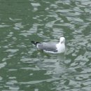 수영강변로 이미지