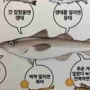 명태가 이미지