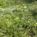 원산농장 이미지