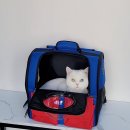 원 반려동물 미용실 이미지