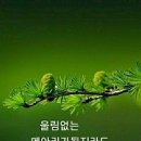 💯의사가 곁에 두고 마시는 차 10가지💯 이미지