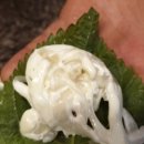 이승윤의알통떡강정 이미지